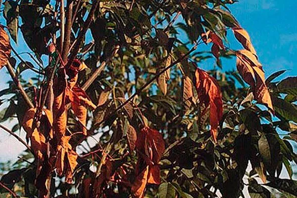 Вертициллёз2 болезни сливы4