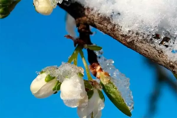 весенние заморозки Осыпание сливы7