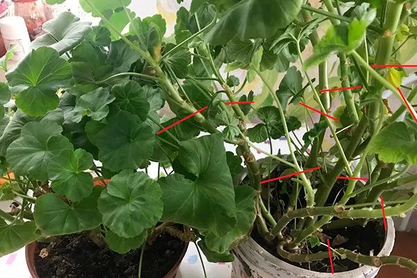 Весенняя Формирование герани5