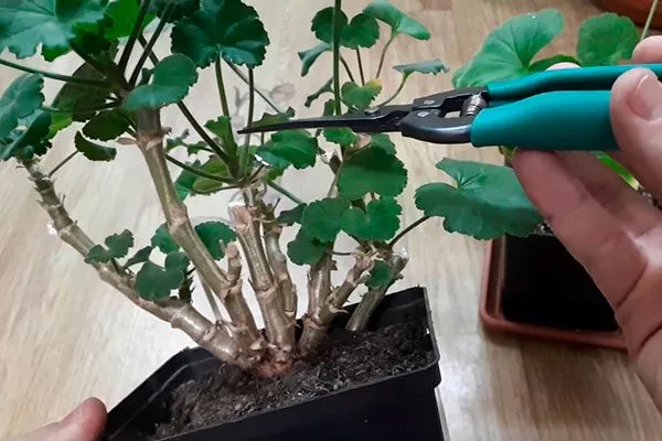 весенняя обрезка Формирование герани4