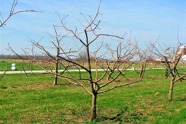 весенняя обрезка кроны Обрезка яблони12