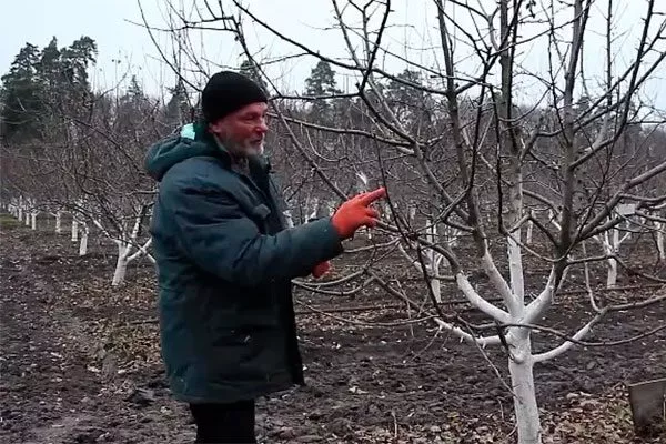 Осенняя обрезка Обрезка яблони13