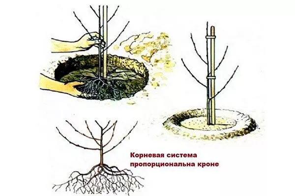 Весенняя посадка1 посадка алычи2