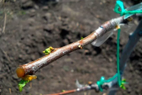 весенняя привиыка размножение алычи1