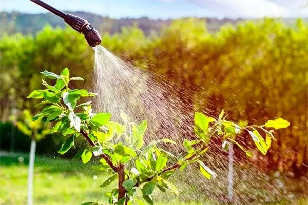 Весна Полив яблони3