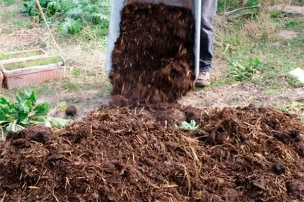 весной навоз или перегной Удобрение грецкого ореха4