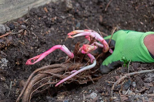 Весной посадка пионов2