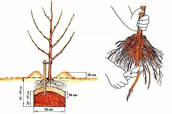 весной укоротить корень посадка алычи3