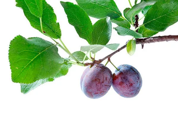 ветка сливы сравнение2