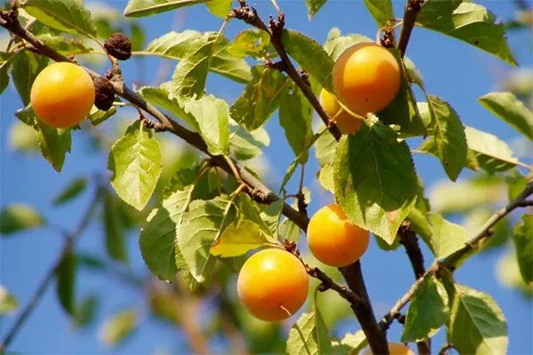 ветки алычи сравнение3