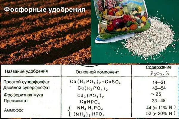 Виды фосфорных удобрений для яблони10