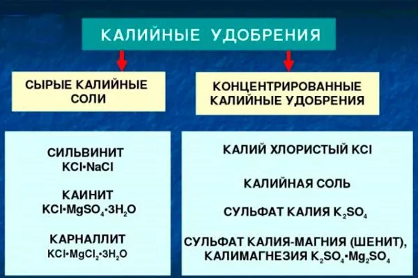 виды калийных удобрений для яблони9