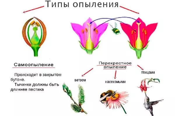 виды опыления