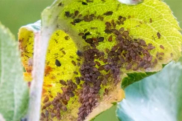 Виды тли на груше Тля на груше8