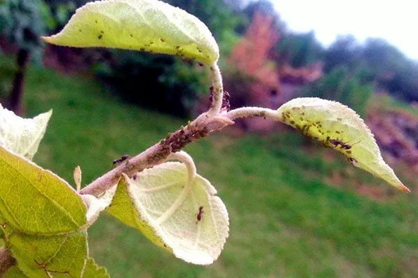 Виды тли на груше2 Тля на груше9