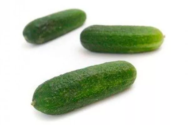 вкус и описание огурцов Шопен3