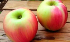 вкус яблони Августа