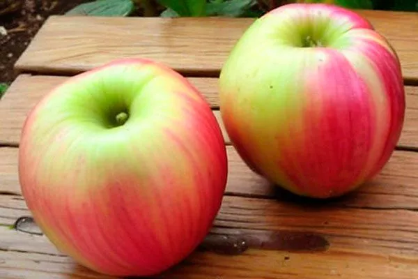вкус яблони Августа
