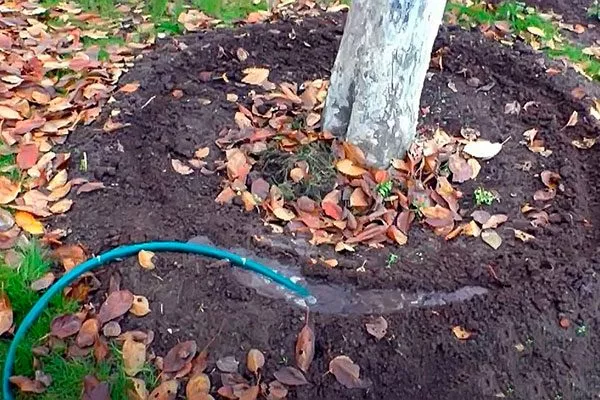 влагозарядковый полив