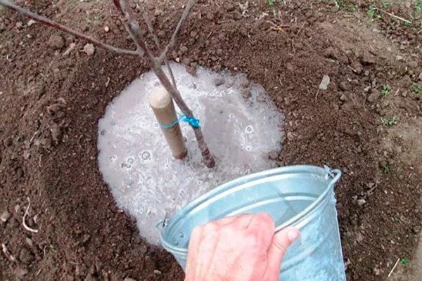 Влажный для яблони11