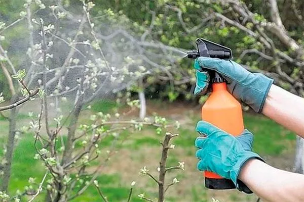 Внекорневая подкормить сливу9