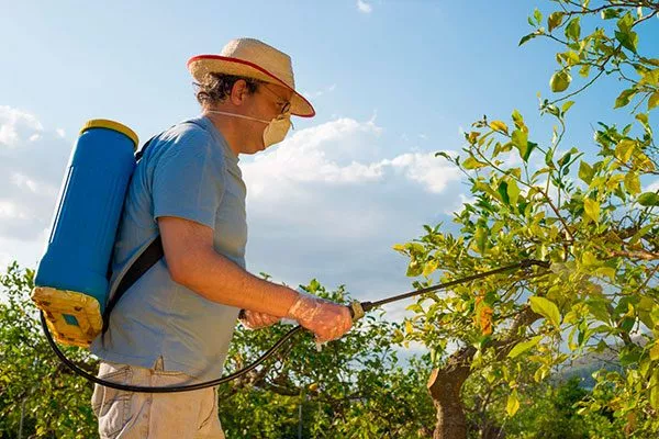 Внекорневые опрыскивания для яблони12