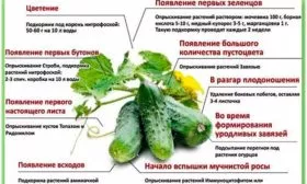 Внесение подкормок огурцов Санькина любовь2