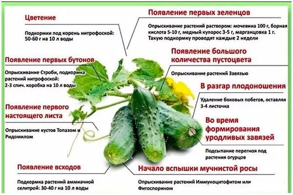 Внесение подкормок огурцов Санькина любовь2