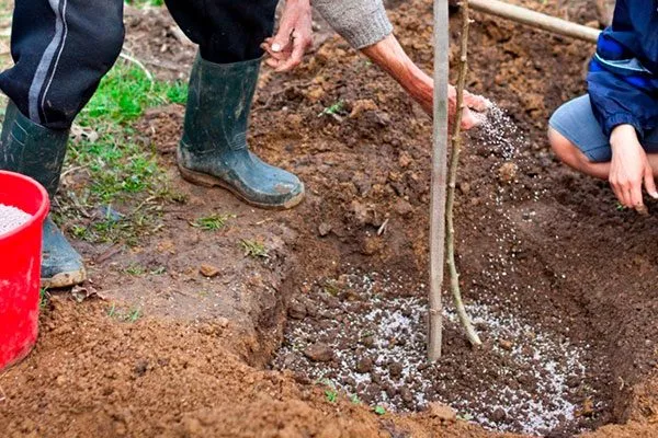 Внесение удобрений при посадке и пересадке подкормить сливу11