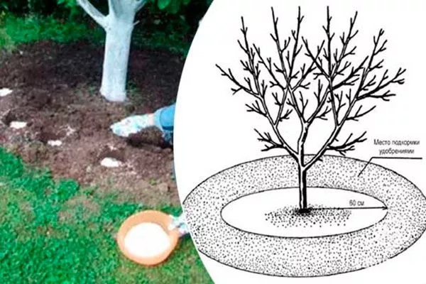 Внесение удобрений в лунки или канавки подкормить сливу10