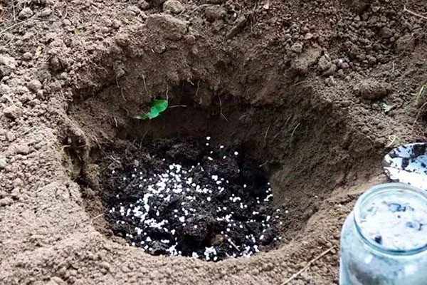 Внесите в почвенную смесь Суперфосфат пересадка пионов3