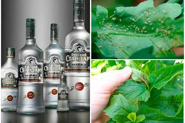 Водка Тля на груше10