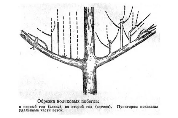 волчковые побеги Обрезка хурмы3