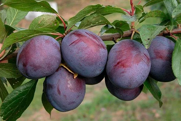 Волжская красавица