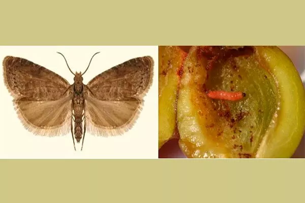 Восточная плодожорка болезни алычи3