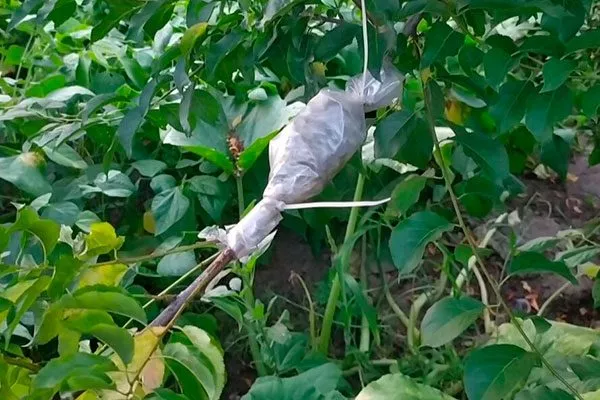 Воздушных отводков размножение алычи2