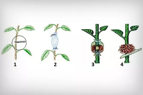 Воздушных отводков2 размножение алычи3