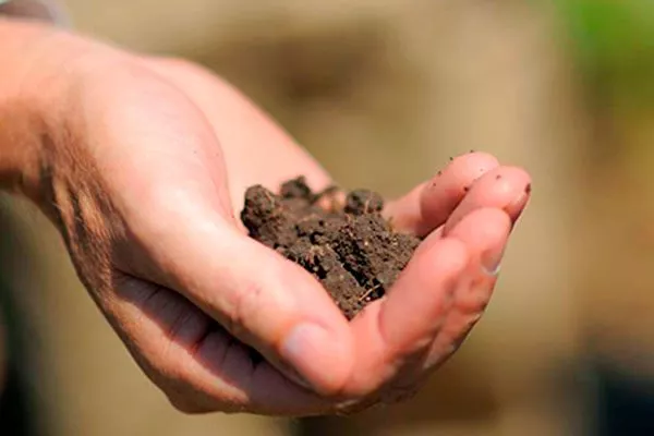 Возьмите горсть с глубины 1 Полив яблони5