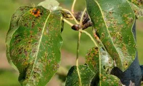 Вредители и болезни груши Память Жегалова1