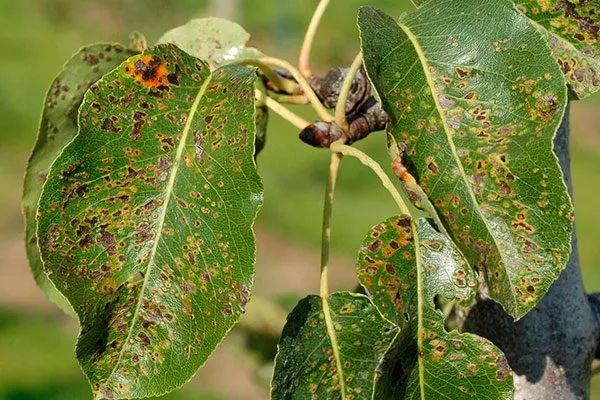 Вредители и болезни груши Память Жегалова1