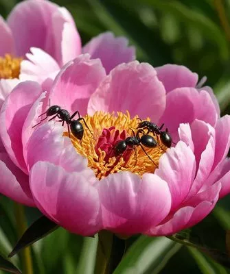 вредители на пионах