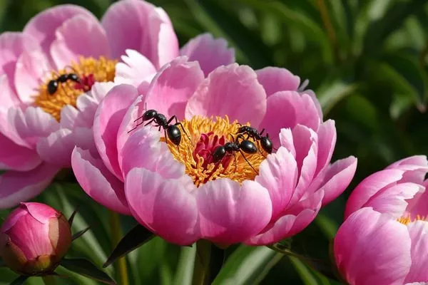 вредители на пионах