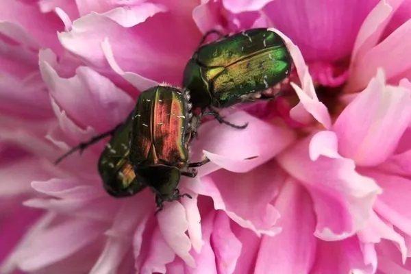 бронзовки на пионе