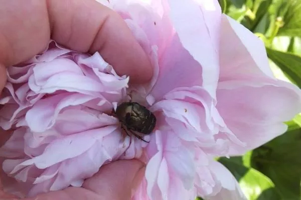 ручной сбор бронзовок