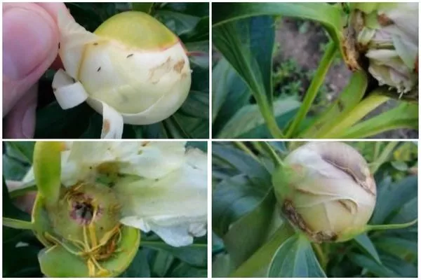 признаки поражения пиона трипсами