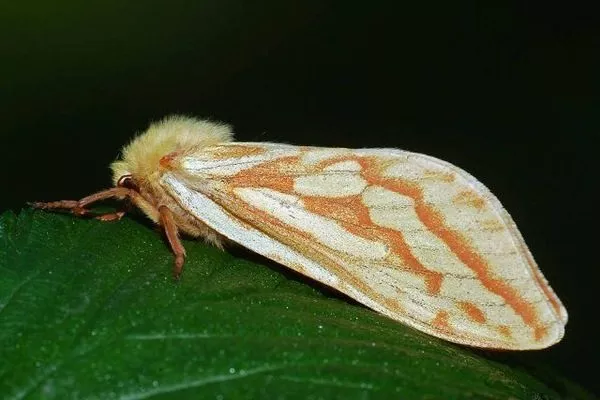 хмелевый тонкопряд на пионах