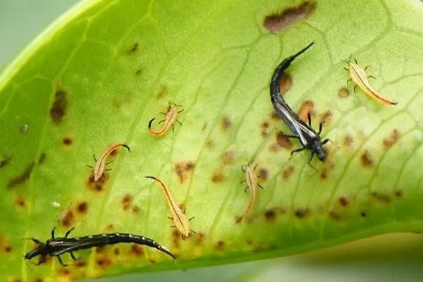 трипсы на пионах