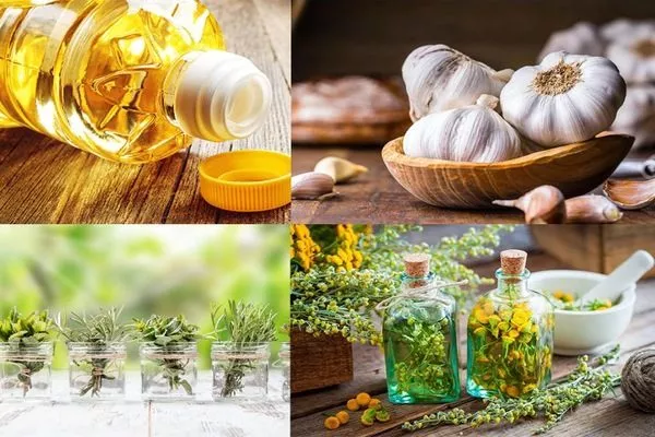 народные средства от муравьёв на пионах