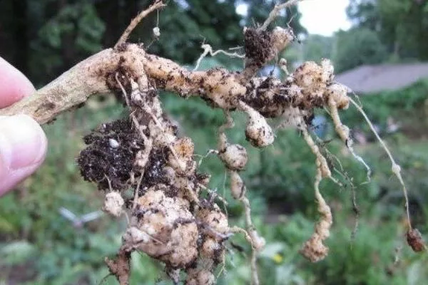 корни пиона, поражённые нематодами