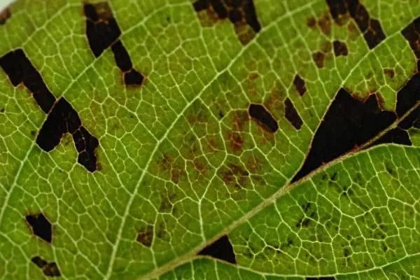 признак листовой нематоды на пионах